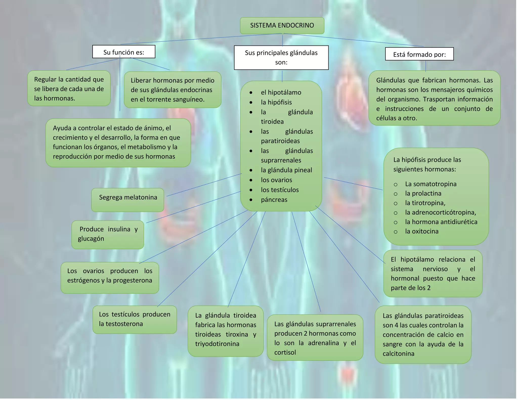 SISTEMA ENDOCRINO.docx