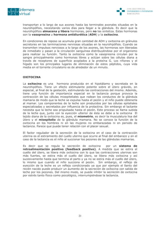 21
transportan a lo largo de sus axones hasta las terminales axonales situadas en la
neurohipófisis, necesitando varios días para llegar a la glándula. Es decir que la
neurohipófisis almacena y libera hormonas, pero no las sintetiza. Estas hormonas
son la vasopresina u hormona antidiurética (ADH) y la oxitocina.
En condiciones de reposo se acumula gran cantidad de ADH y oxitocina en gránulos
secretores en las terminaciones nerviosas situadas en la neurohipófisis. Cuando se
transmiten impulsos nerviosos a lo largo de los axones, las hormonas son liberadas
de inmediato y pasan a la circulación sanguínea distribuyéndose por el organismo
para realizar su función. Tanto la oxitocina como la vasopresina circulan por la
sangre principalmente como hormonas libres y actúan sobre las células diana a
través de receptores de superficie acoplados a la proteína G. Los riñones y el
hígado son los principales lugares de eliminación de estos péptidos, cuya vida
media en el torrente circulatorio es de alrededor de un minuto.
OXITOCINA
La oxitocina es una hormona producida en el hipotálamo y secretada en la
neurohipófisis. Tiene un efecto estimulante potente sobre el útero grávido, en
especial, al final de la gestación, estimulando las contracciones del mismo. Además,
tiene una función de importancia especial en la lactancia porque provoca la
contracción de las células mioepiteliales que rodean los conductos de la glándula
mamaria de modo que la leche se expulsa hasta el pezón y el niño puede obtenerla
al mamar. Los componentes de la leche son producidos por las células epiteliales
especializadas y secretados por influencia de la prolactina. Sin embargo el lactante
necesita que la leche sea propulsada hasta el pezón. Este proceso se llama subida
de la leche que, junto con la eyección ulterior de ésta se debe a la oxitocina El
tejido diana de la oxitocina es, pues, el miometrio, es decir la musculatura lisa del
útero y el mioepitelio de la glándula mamaria. No se conoce la función de la
oxitocina en los hombres ni en las mujeres no embarazadas ni en periodo de
lactancia. Parece que puede tener relación con el placer sexual.
El factor regulador de la secreción de la oxitocina en el caso de la contracción
uterina es el estiramiento del cuello uterino que ocurre al final del embarazo y en el
caso de la lactancia es el niño al succionar los pezones de las glándulas mamarias.
Es decir que se regula la secreción de oxitocina por un sistema de
retroalimentación positivo (feedback positivo). A medida que se estira el
cuello del útero, se libera más oxitocina con lo que las contracciones uterinas son
más fuertes, se estira más el cuello del útero, se libera más oxitocina y así
sucesivamente hasta que termina el parto y ya no se estira más el cuello del útero,
lo mismo que cuando el niño succiona el pezón. Sin embargo, el reflejo de
eyección de la leche es un reflejo condicionado ya que por ejemplo el llanto del
recién nacido puede producir un aumento de la secreción de oxitocina con salida de
leche por los pezones. Del mismo modo, se puede inhibir la secreción de oxitocina
por estrés tanto físico como psicológico, interrumpiéndose la lactancia.
 