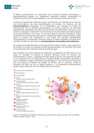 23
El efecto vasoconstrictor es importante como protector durante hemorragias o
deshidrataciones agudas. La vasopresina interviene también estimulando la
liberación de ACTH por la adenohipófisis y en el control de la sensación de sed.
Cuando los líquidos del organismo están concentrados, por ejemplo en el caso de
una hemorragia o de una deshidratación, se produce un estímulo de los
osmorreceptores localizados en el hipotálamo, que detectan el grado de
concentración de los líquidos extracelulares. Se activan entonces las neuronas
hipotalámicas productoras de ADH que transmiten los potenciales nerviosos a sus
axones y provocan la liberación de la hormona en las terminales axonales situadas
en la neurohipófisis, con lo que la hormona pasa al torrente circulatorio. Como
consecuencia una gran parte del agua es recuperada desde el líquido tubular distal
hacia el interior del organismo lo que diluye los líquidos extracelulares
recuperándose la composición osmótica normal. El factor regulador principal de la
secreción de ADH es, por tanto, la osmolaridad de los líquidos extracelulares.
El umbral de osmolaridad para la estimulación de la sed es similar o algo superior al
de la ADH. Por tanto, la secreción de ADH puede preceder a la activación de la sed
en la protección del contenido corporal normal de agua.
Pero también hay otros factores que estimulan la liberación de ADH como son el
dolor, la ansiedad, la nicotina y diversos fármacos (como la morfina, los
tranquilizantes y otros). Cualquiera de ellos puede provocar una retención de agua
en el organismo que es observable en muchos estados emocionales alterados o
como resultado de algún tratamiento farmacológico, y que termina con la diuresis
que se produce al finalizar ese estado. El alcohol, por el contrario, inhibe la
secreción de ADH, de ahí su efecto diurético, y la consiguiente deshidratación
puede causar tanto sed como la cefalea típica de la resaca.
1 célula nerviosa hipotalámica
2 adenohipófisis
3 neurohipófisis
4 hueso
hormona del crecimiento (GH)
5 corteza adrenal
hormona adrenocorticotrópica (ACTH)
6 tiroides
hormona estimulante del tiroides (TSH)
7 testículo
hormonas gonadotrópicas (FSH y LH)
8 ovario
hormonas gonadotrópicas (FSH y LH)
9 piel
hormona estimulante de los melanocitos
(MSH)
10 glándulas mamarias
Prolactina (PRL)
11 glándulas mamarias
oxitocina (OT)
12 músculo liso del útero
Oxitocina (OT)
13 túbulos renales
mormona antidiurética (ADH)
Fuente: Thibodeau GA, Patton KT. Estructura y Función del cuerpo humano. 10ª ed. Madrid:
Harcourt Brace; 1998. p. 199.
 