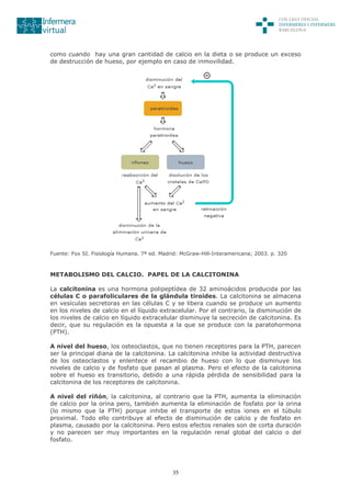 35
como cuando hay una gran cantidad de calcio en la dieta o se produce un exceso
de destrucción de hueso, por ejemplo en caso de inmovilidad.
Fuente: Fox SI. Fisiología Humana. 7ª ed. Madrid: McGraw-Hill-Interamericana; 2003. p. 320
METABOLISMO DEL CALCIO. PAPEL DE LA CALCITONINA
La calcitonina es una hormona polipeptídea de 32 aminoácidos producida por las
células C o parafoliculares de la glándula tiroides. La calcitonina se almacena
en vesículas secretoras en las células C y se libera cuando se produce un aumento
en los niveles de calcio en el líquido extracelular. Por el contrario, la disminución de
los niveles de calcio en líquido extracelular disminuye la secreción de calcitonina. Es
decir, que su regulación es la opuesta a la que se produce con la paratohormona
(PTH).
A nivel del hueso, los osteoclastos, que no tienen receptores para la PTH, parecen
ser la principal diana de la calcitonina. La calcitonina inhibe la actividad destructiva
de los osteoclastos y enlentece el recambio de hueso con lo que disminuye los
niveles de calcio y de fosfato que pasan al plasma. Pero el efecto de la calcitonina
sobre el hueso es transitorio, debido a una rápida pérdida de sensibilidad para la
calcitonina de los receptores de calcitonina.
A nivel del riñón, la calcitonina, al contrario que la PTH, aumenta la eliminación
de calcio por la orina pero, también aumenta la eliminación de fosfato por la orina
(lo mismo que la PTH) porque inhibe el transporte de estos iones en el túbulo
proximal. Todo ello contribuye al efecto de disminución de calcio y de fosfato en
plasma, causado por la calcitonina. Pero estos efectos renales son de corta duración
y no parecen ser muy importantes en la regulación renal global del calcio o del
fosfato.
 
