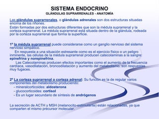 sistema endocrino.pptx