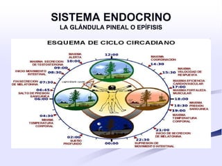 sistema endocrino.pptx