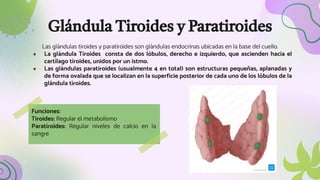 Glándula Tiroides y Paratiroides
Las glándulas tiroides y paratiroides son glándulas endocrinas ubicadas en la base del cuello.
● La glándula Tiroides consta de dos lóbulos, derecho e izquierdo, que ascienden hacia el
cartílago tiroides, unidos por un istmo.
● Las glándulas paratiroides (usualmente 4 en total) son estructuras pequeñas, aplanadas y
de forma ovalada que se localizan en la superficie posterior de cada uno de los lóbulos de la
glándula tiroides.
Funciones:
Tiroides: Regular el metabolismo
Paratiroides: Regular niveles de calcio en la
sangre
 