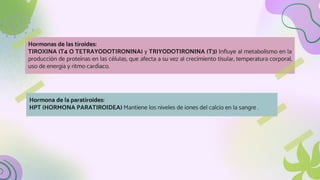 Hormonas de las tiroides:
TIROXINA (T4 O TETRAYODOTIRONINA) y TRIYODOTIRONINA (T3) Influye al metabolismo en la
producción de proteínas en las células, que afecta a su vez al crecimiento tisular, temperatura corporal,
uso de energía y ritmo cardíaco.
Hormona de la paratiroides:
HPT (HORMONA PARATIROIDEA) Mantiene los niveles de iones del calcio en la sangre .
 