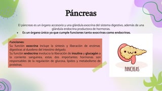 Páncreas
El páncreas es un órgano accesorio y una glándula exocrina del sistema digestivo, además de una
glándula endocrina productora de hormonas.
● Es un órgano único ya que cumple funciones tanto exocrinas como endocrinas.
Funciones:
Su función exocrina incluye la síntesis y liberación de enzimas
digestivas al duodeno del intestino delgado.
Su función endocrina involucra la liberación de insulina y glucagón a
la corriente sanguínea, estas dos importantes hormonas son
responsables de la regulación de glucosa, lípidos y metabolismo de
proteínas.
 