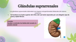 Glándulas suprarrenales
Las glándulas suprarrenales (adrenales) son órganos retroperitoneales bilaterales del sistema
endocrino.
● Se localizan en el polo superior del riñón, del cual están separadas por una delgada capa de
grasa y tejido fibroso.
Función:
Ayudan a controlar los latidos del corazón, la
presión arterial
 