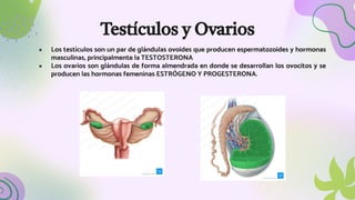 Testículos y Ovarios
● Los testículos son un par de glándulas ovoides que producen espermatozoides y hormonas
masculinas, principalmente la TESTOSTERONA
● Los ovarios son glándulas de forma almendrada en donde se desarrollan los ovocitos y se
producen las hormonas femeninas ESTRÓGENO Y PROGESTERONA.
 