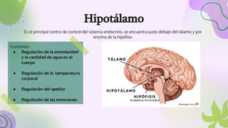 Hipotálamo
Es el principal centro de control del sistema endocrino, se encuentra justo debajo del tálamo y por
encima de la hipófisis
Funciones:
● Regulación de la osmolaridad
y la cantidad de agua en el
cuerpo
● Regulación de la temperatura
corporal
● Regulación del apetito
● Regulación de las emociones
 