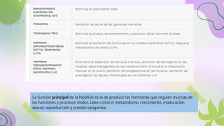 La función principal de la hipófisis es la de producir las hormonas que regulan muchas de
las funciones y procesos vitales, tales como el metabolismo, crecimiento, maduración
sexual, reproducción y presión sanguínea.
 
