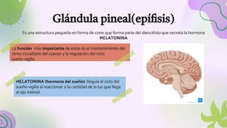 Glándula pineal(epífisis)
Es una estructura pequeña en forma de cono que forma parte del diencéfalo que secreta la hormona
MELATONINA
La función más importante de estas es el mantenimiento del
ritmo circadiano del cuerpo y la regulación del ciclo
sueño-vigilia
MELATONINA (hormona del sueño): Regula el ciclo del
sueño-vigilia al reaccionar a la cantidad de la luz que llega
al ojo (retina).
 