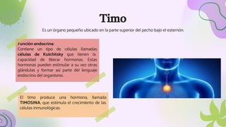 Timo
Es un órgano pequeño ubicado en la parte superior del pecho bajo el esternón.
Función endocrina:
Contiene un tipo de células llamadas
células de Kulchitsky que tienen la
capacidad de liberar hormonas. Estas
hormonas pueden estimular a su vez otras
glándulas y formar así parte del lenguaje
endocrino del organismo.
El timo produce una hormona, llamada
TIMOSINA, que estimula el crecimiento de las
células inmunológicas.
 