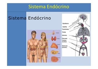 Sistema Endócrino
Sistema Endócrino
 