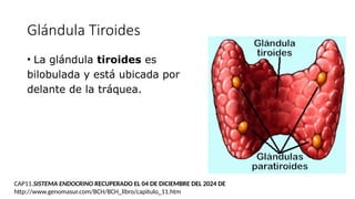 Glándula Tiroides
• La glándula tiroides es
bilobulada y está ubicada por
delante de la tráquea.
CAP11.SISTEMA ENDOCRINO RECUPERADO EL 04 DE DICIEMBRE DEL 2024 DE
http://www.genomasur.com/BCH/BCH_libro/capitulo_11.htm
 