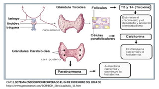 CAP11.SISTEMA ENDOCRINO RECUPERADO EL 04 DE DICIEMBRE DEL 2024 DE
http://www.genomasur.com/BCH/BCH_libro/capitulo_11.htm
 