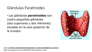 Glándulas Paratiroides
• Las glándulas paratiroides son
cuatro pequeñas glándulas
(dos superiores y dos inferiores)
situadas en la cara posterior de
la tiroides.
CAP11.SISTEMA ENDOCRINO RECUPERADO EL 04 DE DICIEMBRE DEL 2024 DE
http://www.genomasur.com/BCH/BCH_libro/capitulo_11.htm
 