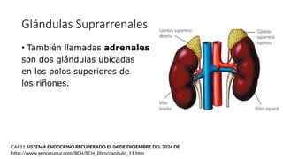 Glándulas Suprarrenales
• También llamadas adrenales
son dos glándulas ubicadas
en los polos superiores de
los riñones.
CAP11.SISTEMA ENDOCRINO RECUPERADO EL 04 DE DICIEMBRE DEL 2024 DE
http://www.genomasur.com/BCH/BCH_libro/capitulo_11.htm
 