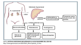 CAP11.SISTEMA ENDOCRINO RECUPERADO EL 04 DE DICIEMBRE DEL 2024 DE
http://www.genomasur.com/BCH/BCH_libro/capitulo_11.htm
 