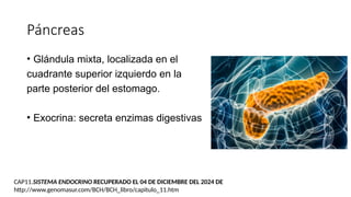 Páncreas
• Glándula mixta, localizada en el
cuadrante superior izquierdo en la
parte posterior del estomago.
• Exocrina: secreta enzimas digestivas
CAP11.SISTEMA ENDOCRINO RECUPERADO EL 04 DE DICIEMBRE DEL 2024 DE
http://www.genomasur.com/BCH/BCH_libro/capitulo_11.htm
 