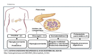 Endocrina
CAP11.SISTEMA ENDOCRINO RECUPERADO EL 04 DE DICIEMBRE DEL 2024 DE
http://www.genomasur.com/BCH/BCH_libro/capitulo_11.htm
 