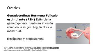 Ovarios
Gonadotrofina: Hormona Folículo
estimulante (FSH) Estimula la
gametogénesis, tanto en el varón
como en la mujer. Regula el ciclo
menstrual.
Estrógenos y progesterona
CAP11.SISTEMA ENDOCRINO RECUPERADO EL 04 DE DICIEMBRE DEL 2024 DE
http://www.genomasur.com/BCH/BCH_libro/capitulo_11.htm
 