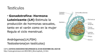 Testículos
• Gonadotrofina: Hormona
Luteinizante (LH) Estimula la
producción de hormonas sexuales,
tanto en el varón como en la mujer
Regula el ciclo menstrual.
Andrógenos(LH,FSH)
Testosterona(en testículos)
CAP11.SISTEMA ENDOCRINO RECUPERADO EL 04 DE DICIEMBRE DEL 2024 DE
http://www.genomasur.com/BCH/BCH_libro/capitulo_11.htm
 