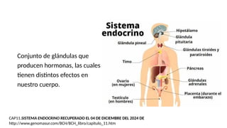 Conjunto de glándulas que
producen hormonas, las cuales
tienen distintos efectos en
nuestro cuerpo.
CAP11.SISTEMA ENDOCRINO RECUPERADO EL 04 DE DICIEMBRE DEL 2024 DE
http://www.genomasur.com/BCH/BCH_libro/capitulo_11.htm
 