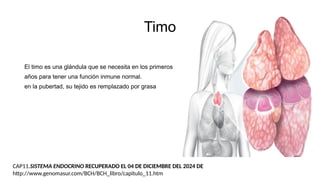 Timo
El timo es una glándula que se necesita en los primeros
años para tener una función inmune normal.
en la pubertad, su tejido es remplazado por grasa
CAP11.SISTEMA ENDOCRINO RECUPERADO EL 04 DE DICIEMBRE DEL 2024 DE
http://www.genomasur.com/BCH/BCH_libro/capitulo_11.htm
 
