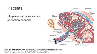 Placenta
• la placenta es un sistema
endocrino especial
CAP11.SISTEMA ENDOCRINO RECUPERADO EL 04 DE DICIEMBRE DEL 2024 DE
http://www.genomasur.com/BCH/BCH_libro/capitulo_11.htm
 