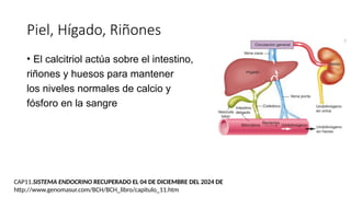 Piel, Hígado, Riñones
• El calcitriol actúa sobre el intestino,
riñones y huesos para mantener
los niveles normales de calcio y
fósforo en la sangre
CAP11.SISTEMA ENDOCRINO RECUPERADO EL 04 DE DICIEMBRE DEL 2024 DE
http://www.genomasur.com/BCH/BCH_libro/capitulo_11.htm
 