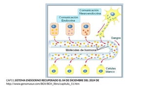 CAP11.SISTEMA ENDOCRINO RECUPERADO EL 04 DE DICIEMBRE DEL 2024 DE
http://www.genomasur.com/BCH/BCH_libro/capitulo_11.htm
 