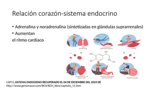 Relación corazón-sistema endocrino
• Adrenalina y noradrenalina (sintetizadas en glándulas suprarrenales)
• Aumentan
el ritmo cardiaco
CAP11.SISTEMA ENDOCRINO RECUPERADO EL 04 DE DICIEMBRE DEL 2024 DE
http://www.genomasur.com/BCH/BCH_libro/capitulo_11.htm
 