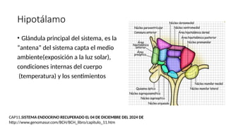 Hipotálamo
• Glándula principal del sistema, es la
“antena” del sistema capta el medio
ambiente(exposición a la luz solar),
condiciones internas del cuerpo
(temperatura) y los sentimientos
CAP11.SISTEMA ENDOCRINO RECUPERADO EL 04 DE DICIEMBRE DEL 2024 DE
http://www.genomasur.com/BCH/BCH_libro/capitulo_11.htm
 