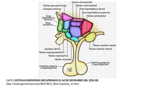 CAP11.SISTEMA ENDOCRINO RECUPERADO EL 04 DE DICIEMBRE DEL 2024 DE
http://www.genomasur.com/BCH/BCH_libro/capitulo_11.htm
 
