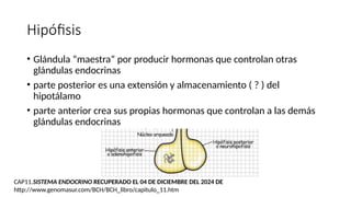 Hipófisis
• Glándula “maestra” por producir hormonas que controlan otras
glándulas endocrinas
• parte posterior es una extensión y almacenamiento ( ? ) del
hipotálamo
• parte anterior crea sus propias hormonas que controlan a las demás
glándulas endocrinas
CAP11.SISTEMA ENDOCRINO RECUPERADO EL 04 DE DICIEMBRE DEL 2024 DE
http://www.genomasur.com/BCH/BCH_libro/capitulo_11.htm
 