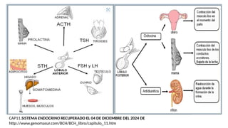 CAP11.SISTEMA ENDOCRINO RECUPERADO EL 04 DE DICIEMBRE DEL 2024 DE
http://www.genomasur.com/BCH/BCH_libro/capitulo_11.htm
 