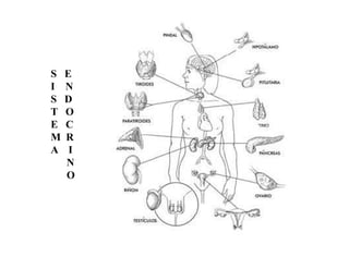 S   E
I   N
S   D
T   O
E   C
M   R
A    I
    N
    O
 