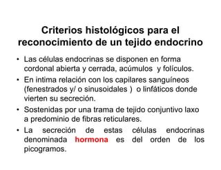 Criterios histológicos para el
reconocimiento de un tejido endocrino
• Las células endocrinas se disponen en forma
  cordonal abierta y cerrada, acúmulos y folículos.
• En intima relación con los capilares sanguíneos
  (fenestrados y/ o sinusoidales ) o linfáticos donde
  vierten su secreción.
• Sostenidas por una trama de tejido conjuntivo laxo
  a predominio de fibras reticulares.
• La secreción de estas células endocrinas
  denominada hormona es del orden de los
  picogramos.
 