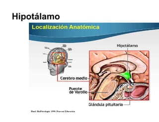Hipotálamo
 
