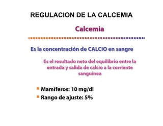 REGULACION DE LA CALCEMIA
 
