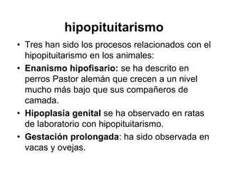hipopituitarismo
• Tres han sido los procesos relacionados con el
  hipopituitarismo en los animales:
• Enanismo hipofisario: se ha descrito en
  perros Pastor alemán que crecen a un nivel
  mucho más bajo que sus compañeros de
  camada.
• Hipoplasia genital se ha observado en ratas
  de laboratorio con hipopituitarismo.
• Gestación prolongada: ha sido observada en
  vacas y ovejas.
 