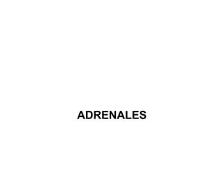 ADRENALES
 