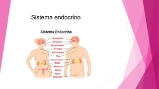 Sistema endocrino
 
