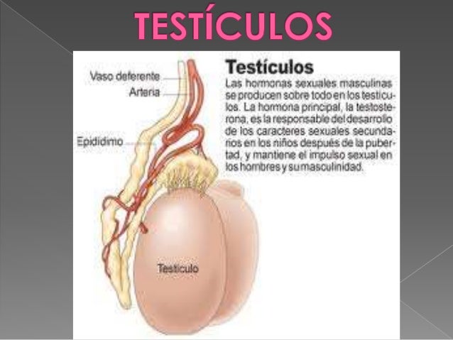 Sistema endocrino testiculos