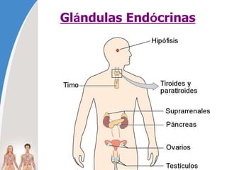 Glándulas Endócrinas
 
