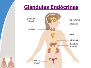 Glándulas Endócrinas
 
