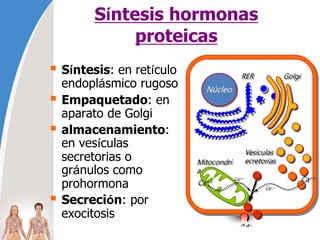Síntesis hormonas
proteicas
 Síntesis: en retículo
endoplásmico rugoso
 Empaquetado: en
aparato de Golgi
 almacenamiento:
en vesículas
secretorias o
gránulos como
prohormona
 Secreción: por
exocitosis
Núcleo
RER
Mitocondri
a
Golgi
Vesículas S
ecretorias
Ca++ Ca++
Ca++
Ca++
 