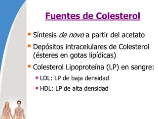 Fuentes de Colesterol
 Síntesis de novo a partir del acetato
 Depósitos intracelulares de Colesterol
(ésteres en gotas lipídicas)
 Colesterol Lipoproteína (LP) en sangre:
• LDL: LP de baja densidad
• HDL: LP de alta densidad
 