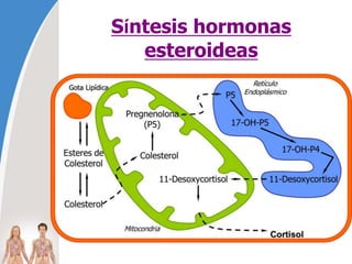 Síntesis hormonas
esteroideas
 