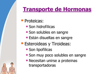 Transporte de Hormonas
 Proteicas:
• Son hidrofílicas
• Son solubles en sangre
• Están disueltas en sangre
 Esteroideas y Tiroideas:
• Son lipofílicas
• Son muy poco solubles en sangre
• Necesitan unirse a proteínas
transportadoras
 