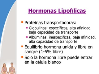 Hormonas Lipofílicas
 Proteínas transportadoras:
• Globulinas: específicas, alta afinidad,
baja capacidad de transporte
• Albúminas: inespecíficas, baja afinidad,
alta capacidad de transporte
 Equilibrio hormona unida y libre en
sangre (1-5% libre)
 Solo la hormona libre puede entrar
en la célula blanco
 
